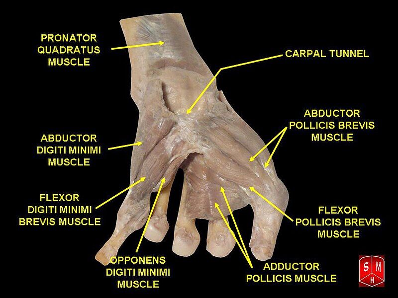 File:Hand dissection 8.jpg