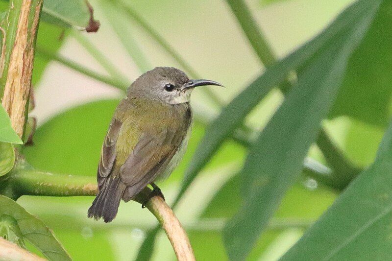 File:Handsome Sunbird Female.jpg