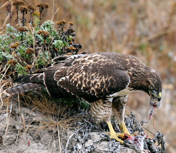 File:Hawk eating prey-postproc.png