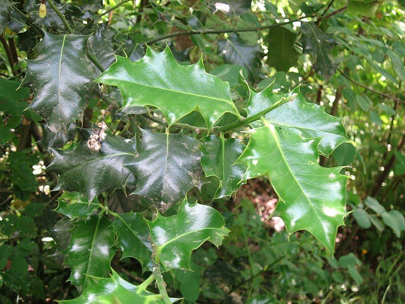 File:Holly Leaves.JPG