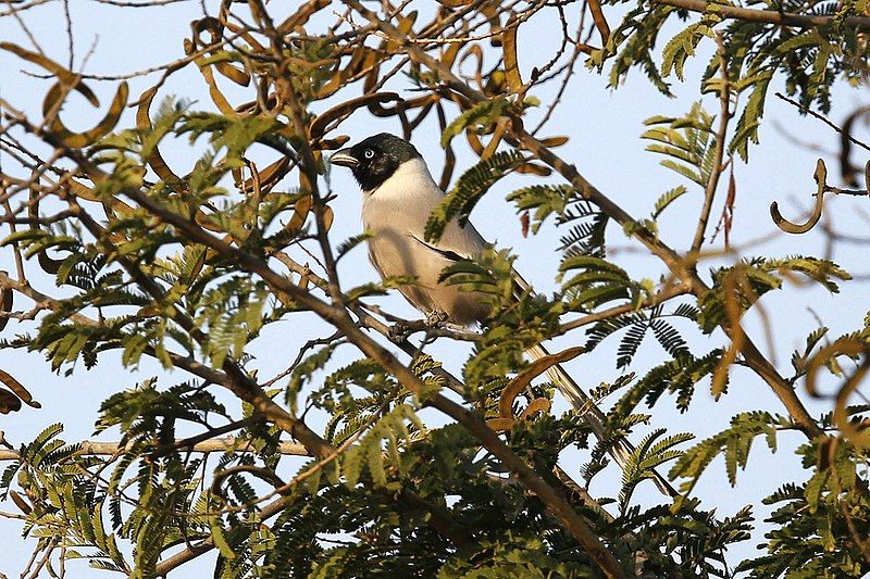 File:Hooded Treepie.jpg