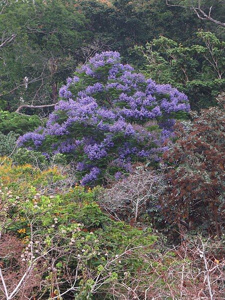 File:Jacaranda copaia.jpg