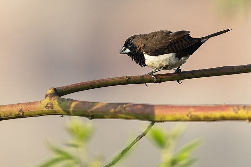 File:Javan Munia 0A2A7009.jpg