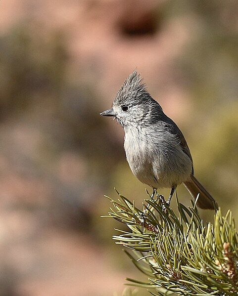 File:Juniper Titmouse2.jpg