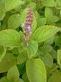 Plectranthus rotundifolius