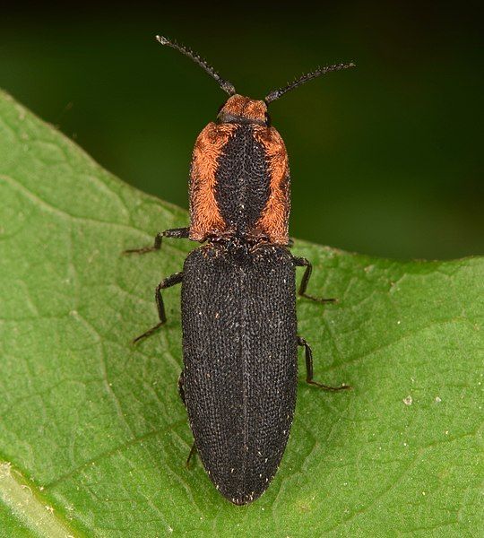 File:Lacon discoideus (48037198911).jpg