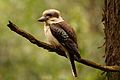 A Laughing Kookaburra