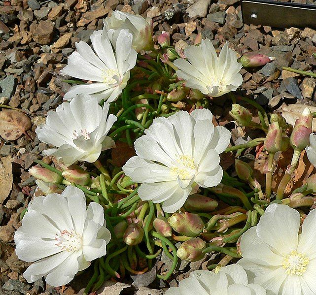 File:Lewisia rediviva 4.jpg