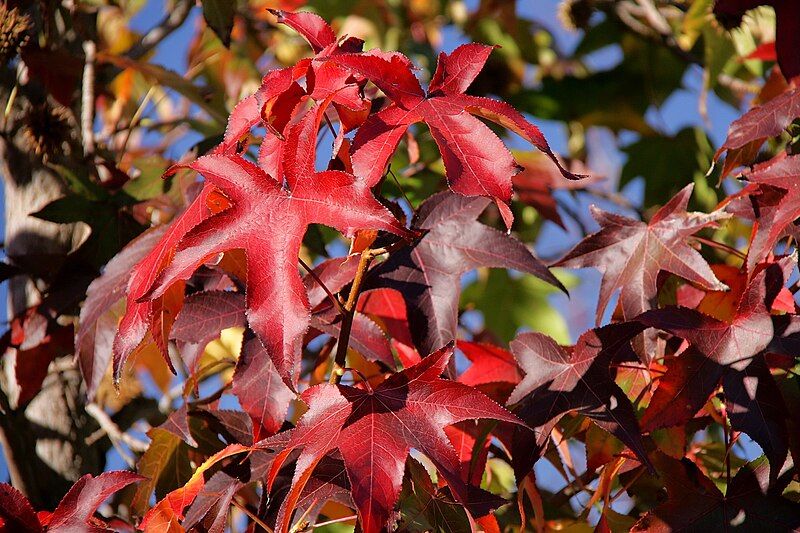 File:Liquidambar styraciflua (12027673696).jpg