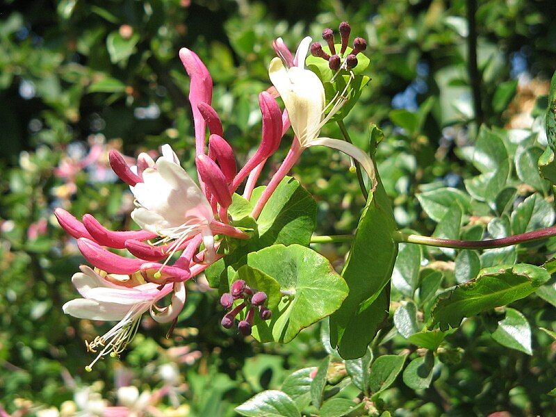 File:Lonicera caprifolium002.jpg