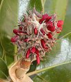 Magnolia seeds