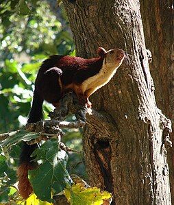 Indian giant squirrel