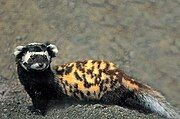 Black and white mustelid with a yellow and brown back on a rock