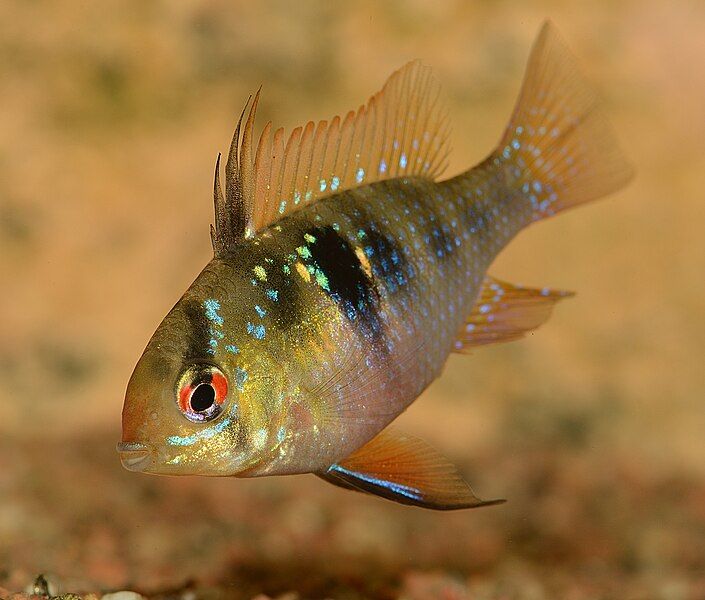 File:Mikrogeophagus ramirezi female.jpg