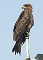 Black kite