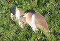 A pair of Nankeen Night Herons