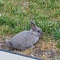 Netherland Dwarf rabbit