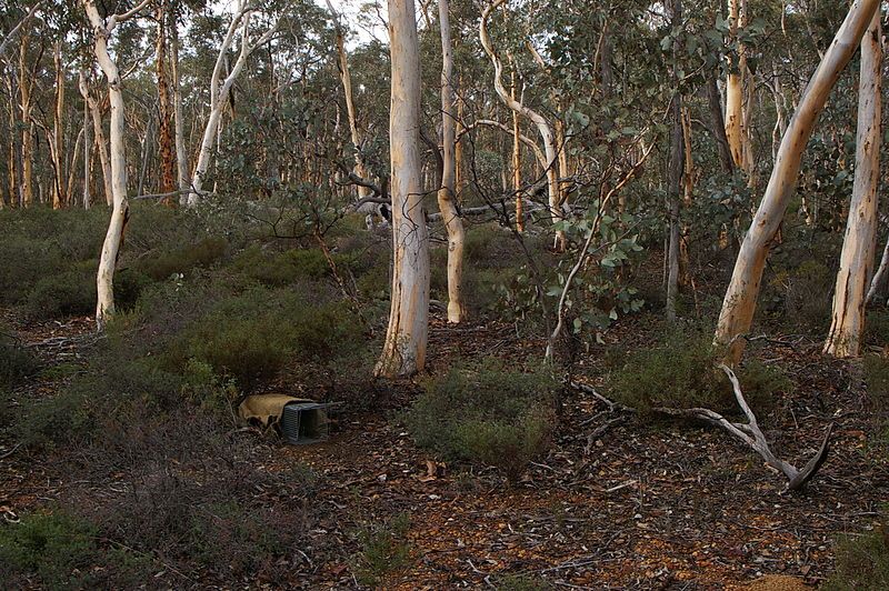 File:Numbat cons gnangarra.JPG