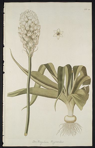 File:Ornithogalum thyrsoides00.jpg