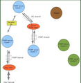 Schematic of a PUPS/P3 process network consisting of two clusters of PSRP servers and a maggot (a PSRP server which collects and disposes of garbage)