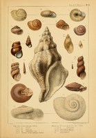 Molluscs from the voyage, from Forbes (1850)[12]