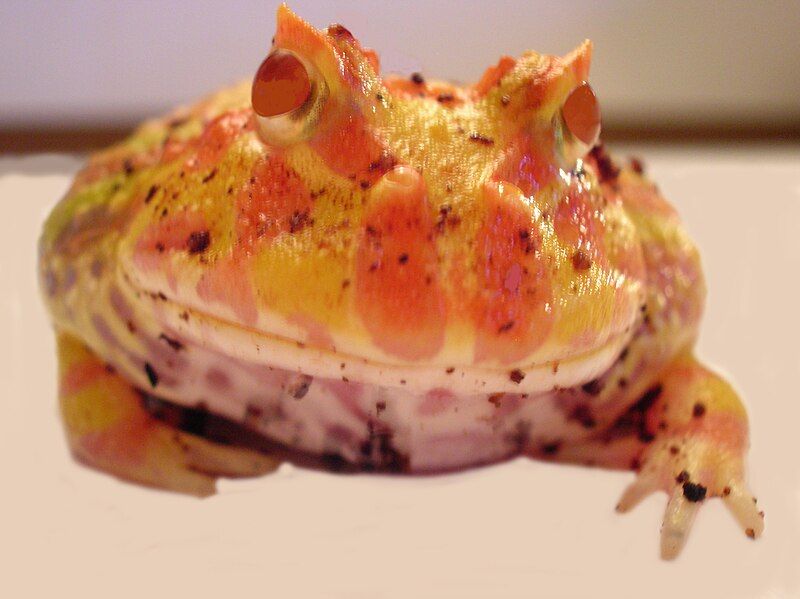 File:Pacman frog.jpg