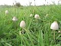 Wild Panaeolus semiovatus var. semiovatus