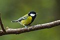 Parus monticolus