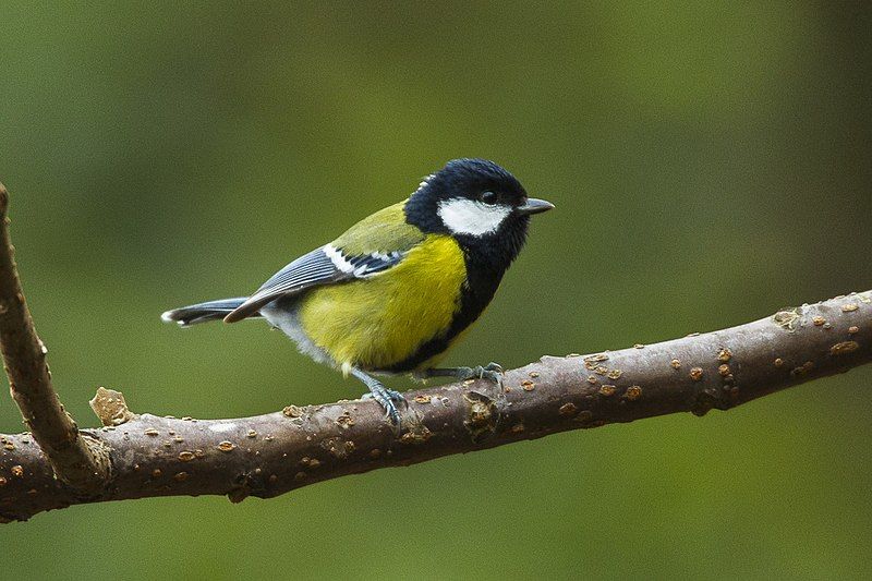 File:Parus monticolus.jpg