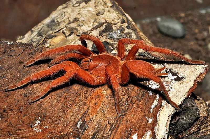 File:Philippine Orange Tarantula.jpg