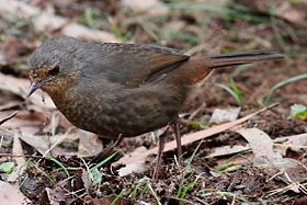 Pilotbird standing in leaf litter