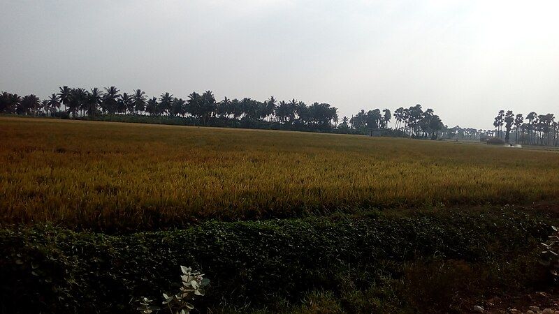 File:Pinapadu agricultural fields.jpg