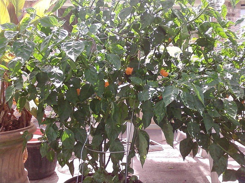 File:Planta Aji Dulce.jpg