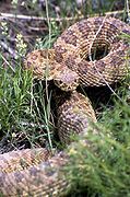 Prairie Rattlesnake