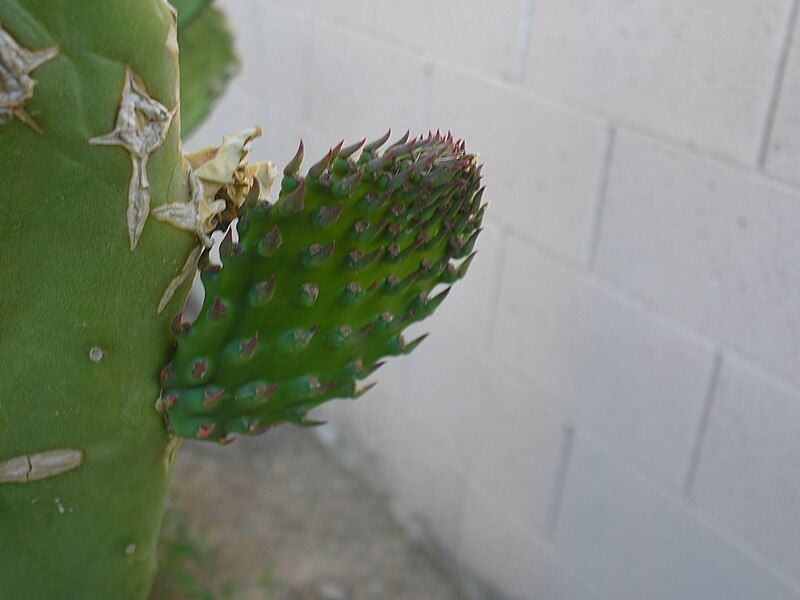 File:Prickly Pear 3half.JPG