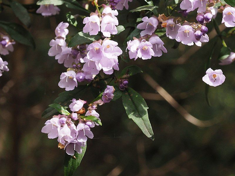 File:Prostanthera lanceolata.jpg