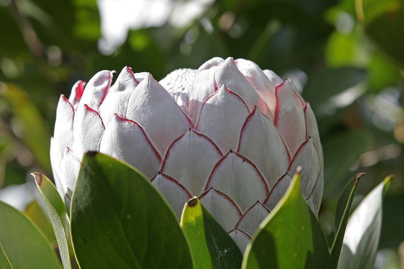 File:Protea flower.jpg