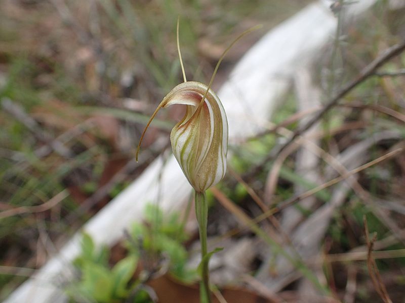 File:Pterostylis fischii.jpg