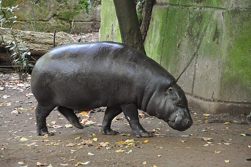 File:Pygmy hippopotamus Rome.jpg