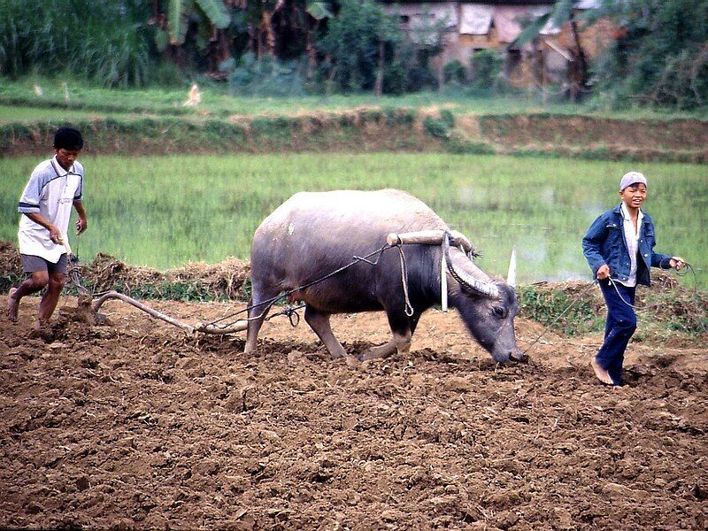 File:Rice Cultivation Vietnam.1024x768.jpg