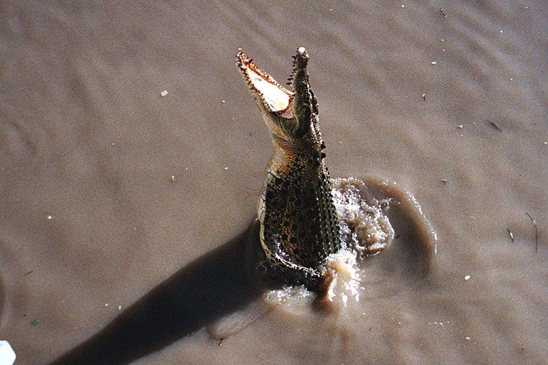 File:Saltwatercroc kakadu2.jpg