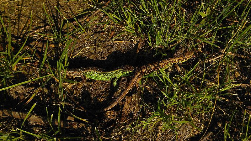 File:Sand lizards.jpg