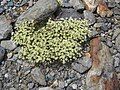 Saxifraga moschata