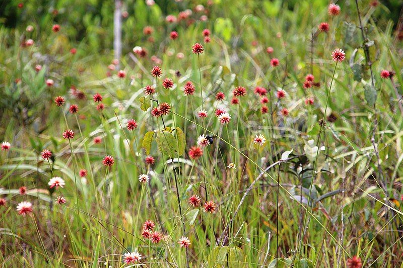 File:Schoenocephalium teretifolium2.jpg