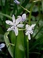 Scilla lilio-hyacinthus close-up