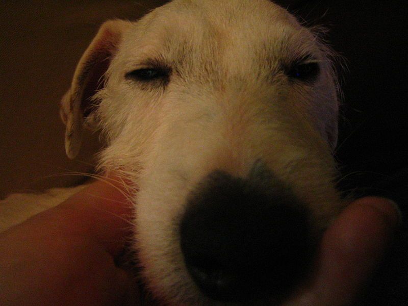 File:Sleepy dog snout.jpg