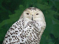 Snowy owl (Bubo scandiacus)