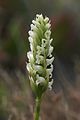 Spiranthes romanzoffiana Flower