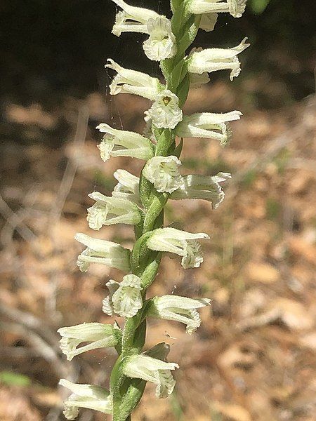 File:Spiranthes sylvatica.jpg