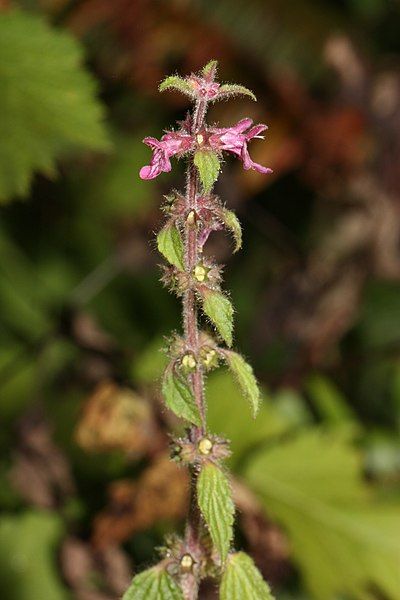 File:Stachys cooleyae 3949.JPG